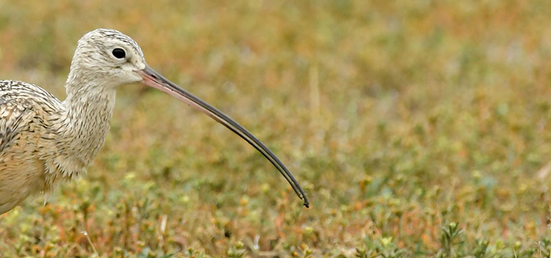 Long-billed curlew