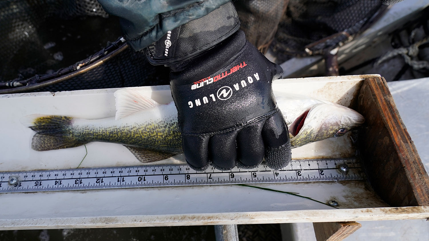Walleye being measured