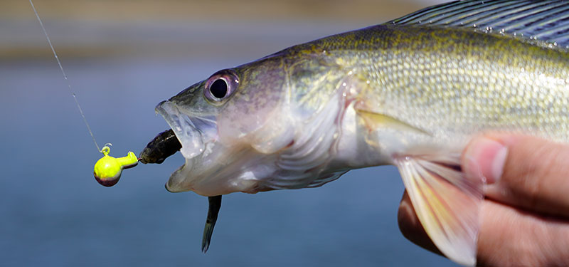 Walleye caught on hook baited with a fathead