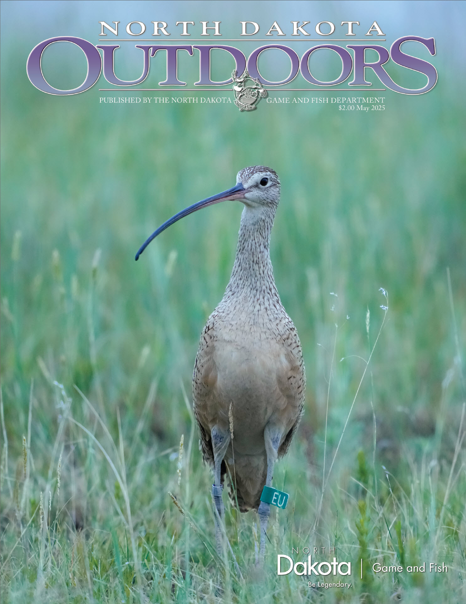 Magazine cover - Long-billed curlew with study bands on its legs