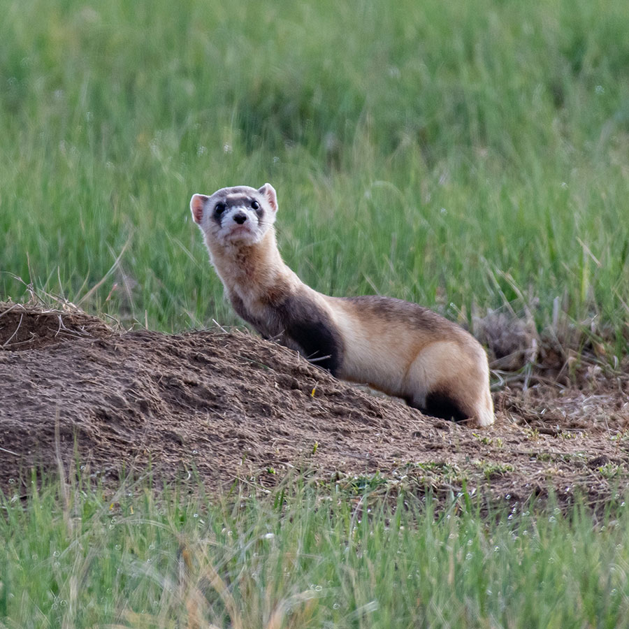 Black-footed ferret by prairie dog hole