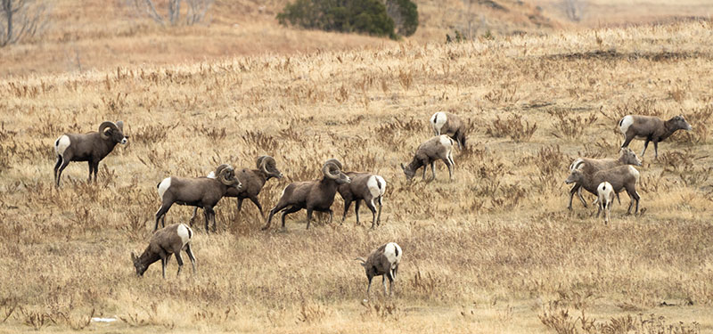 Bighorn sheep herd in fall
