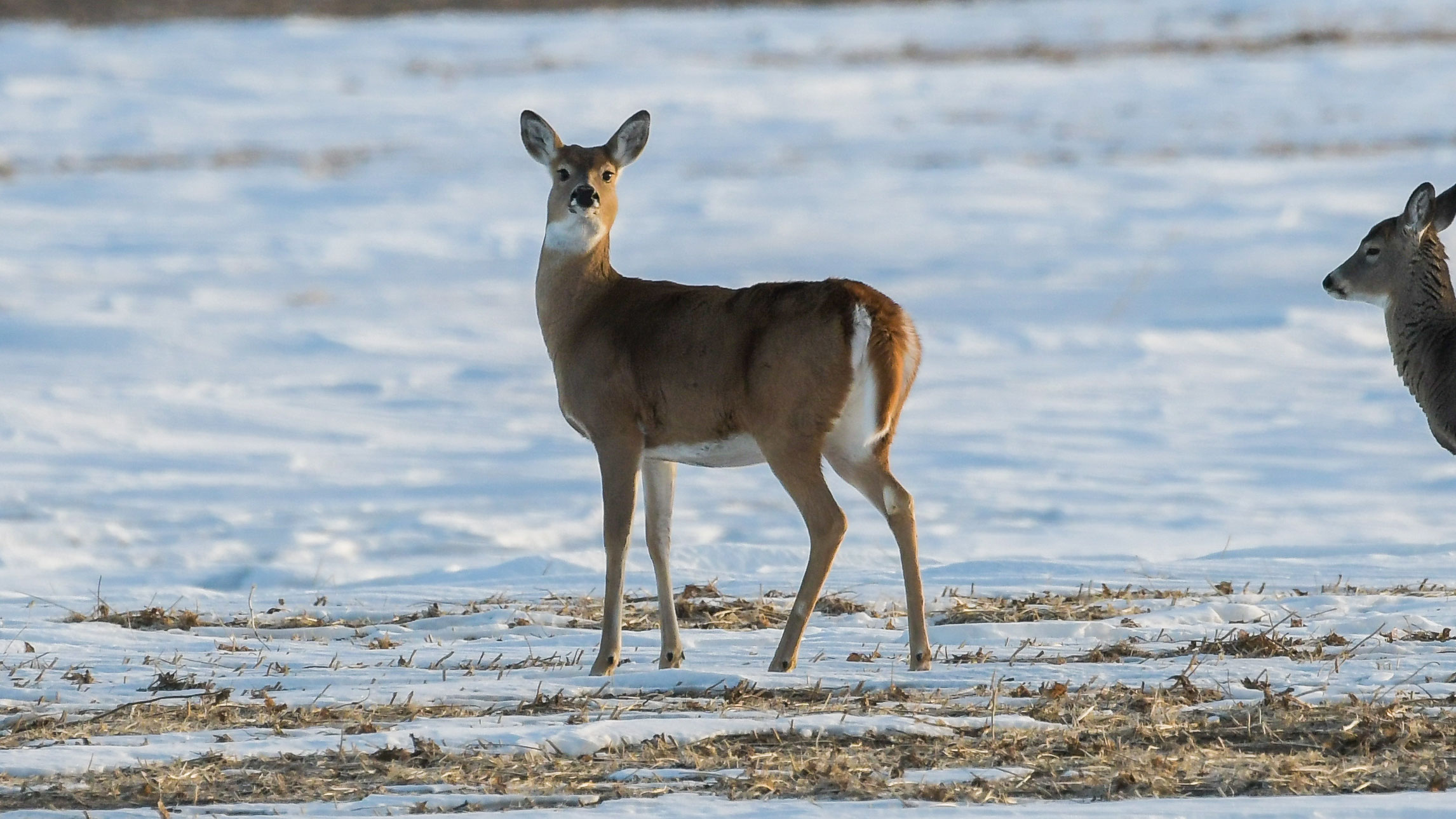 White-tailed doe in snowy field