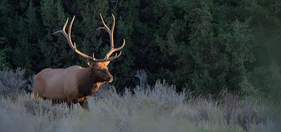 Bull elk