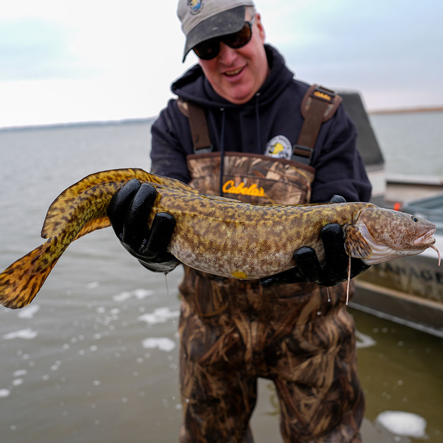 Burbot