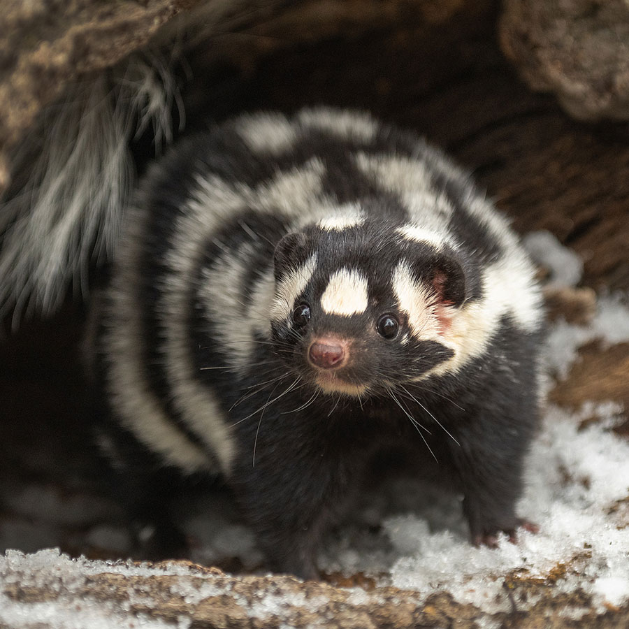 Eastern Spotted Skunk