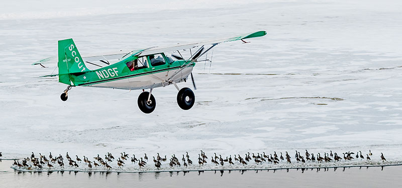 GNF plane flying over geese during a survey