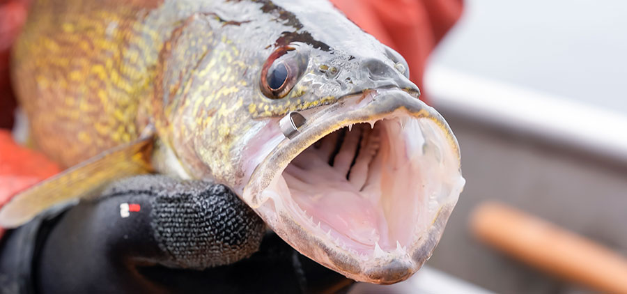 Tagged walleye held by biologist