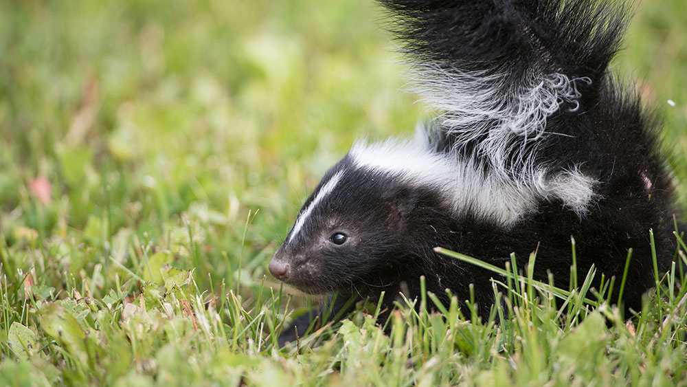 Stripped Skunk