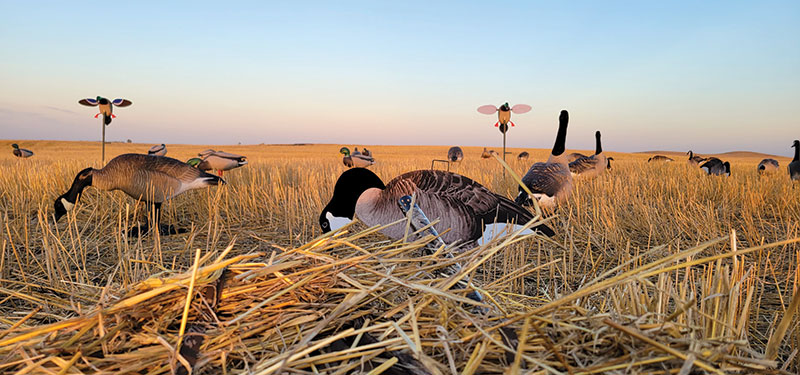 Decoys
