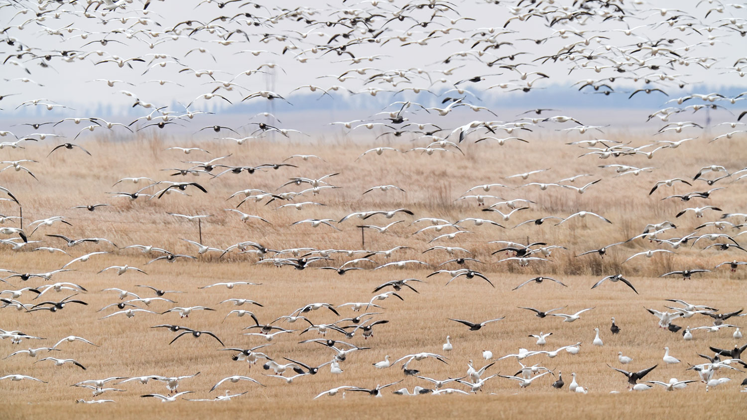 Snow geese flying over a brown field
