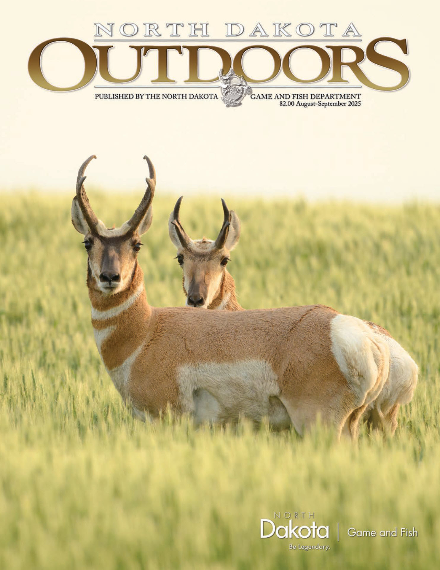 Magazine cover - two pronghorn in a crop field