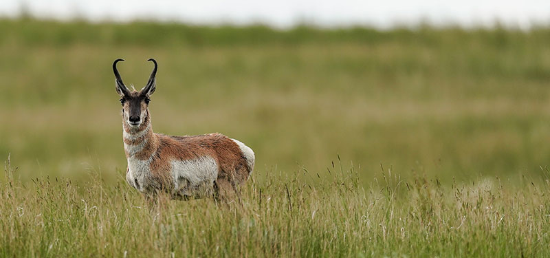 Pronghorn buck standing in prairie grass