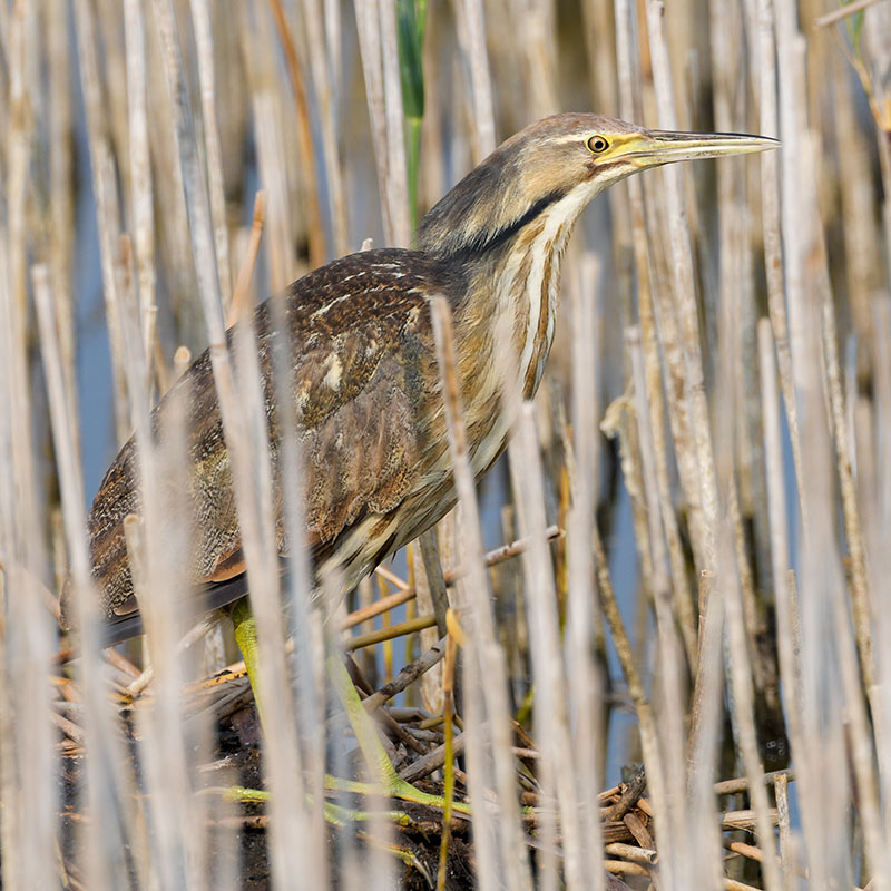 American bittern in brown reeds