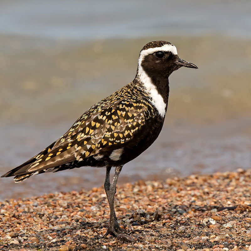 American Golden-Plover on rocky shoreline