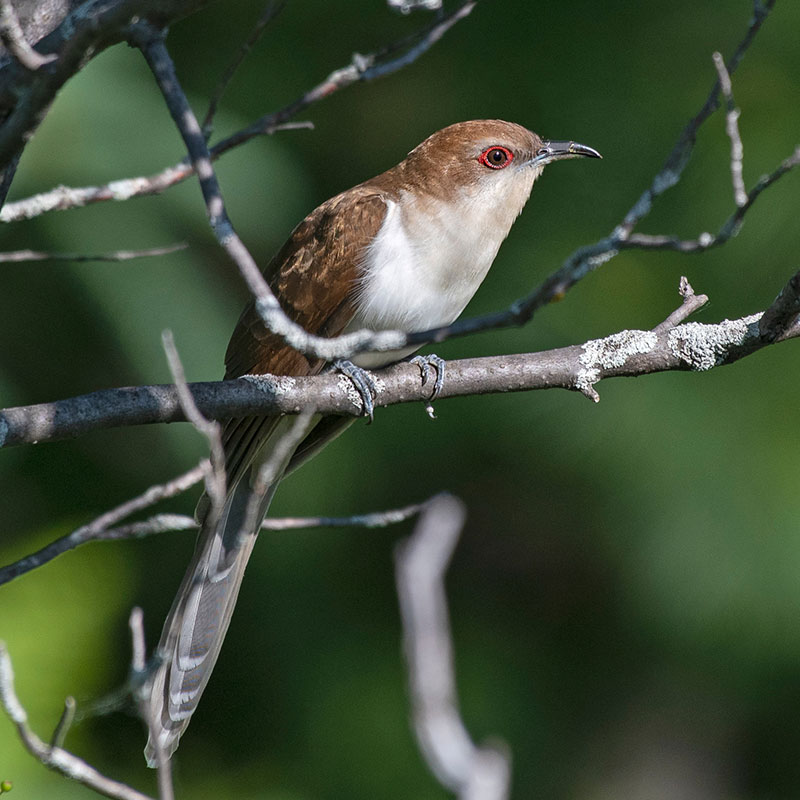 Black-billed Cuckoo in tree