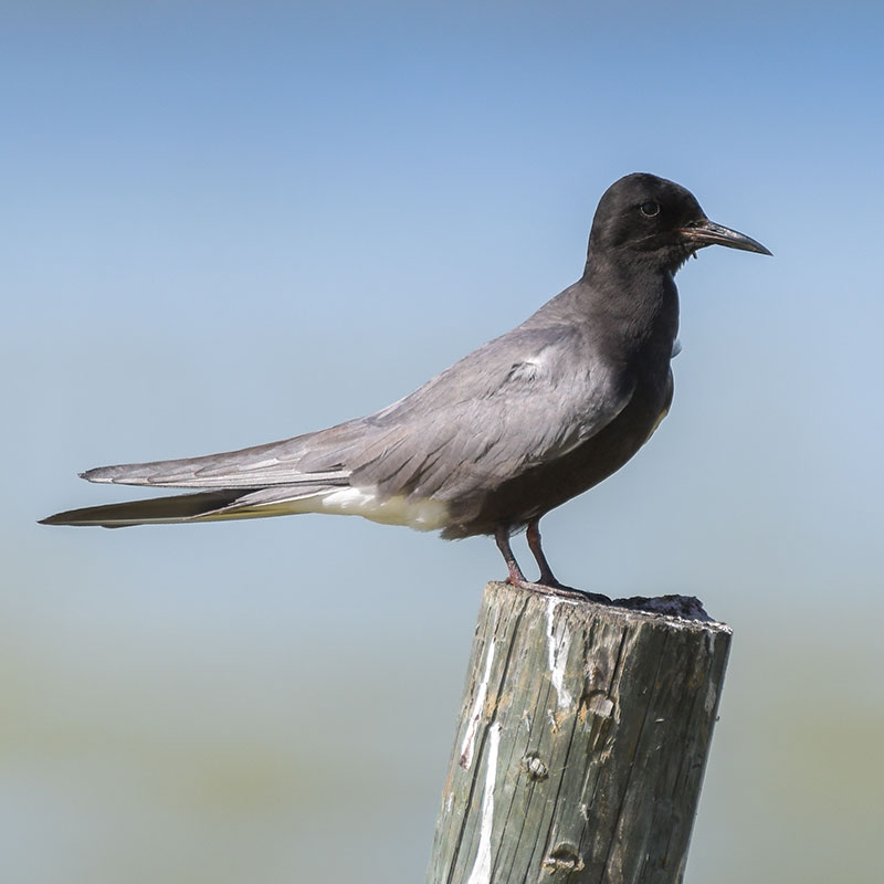 Black tern on a post