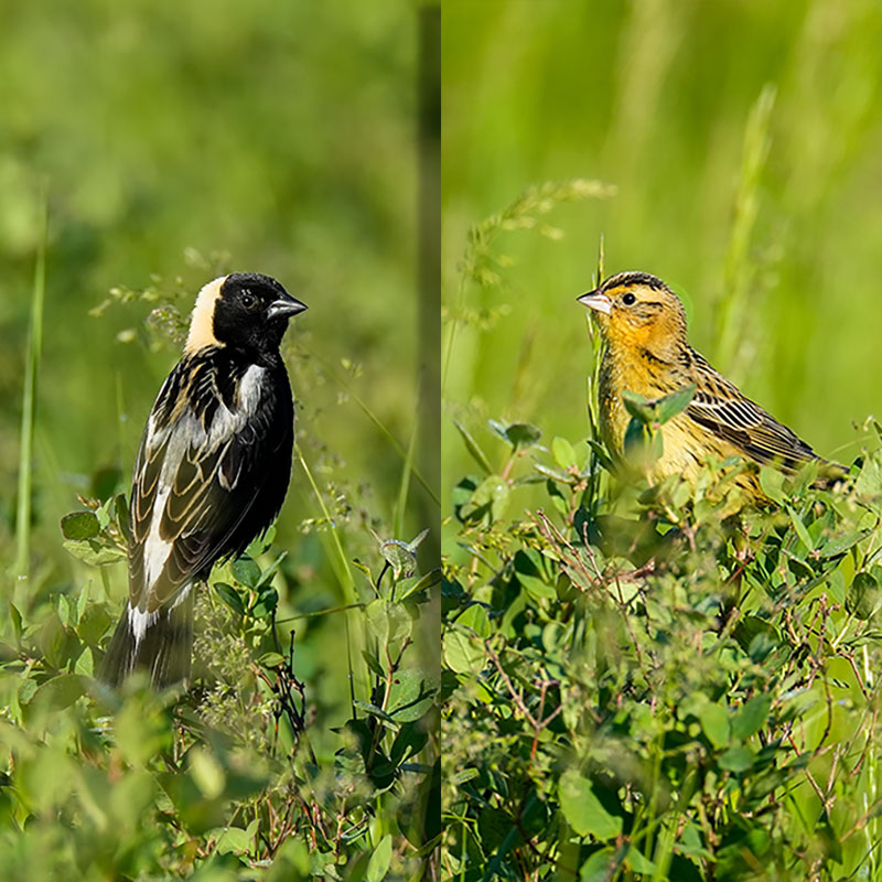 Bobolinks - male on left, female on right