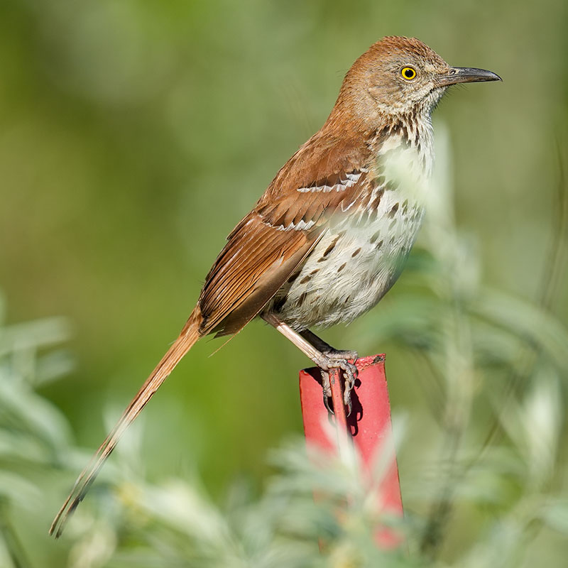 Brown thrasher on fence post