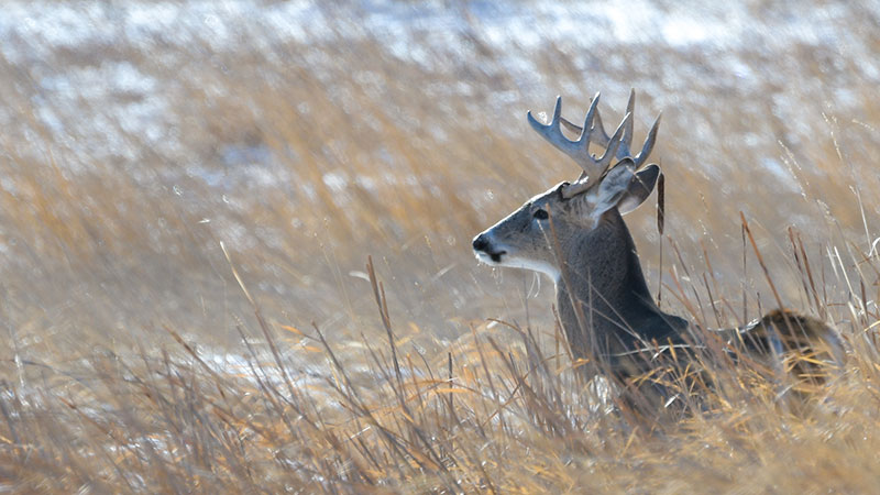White-tailed buck