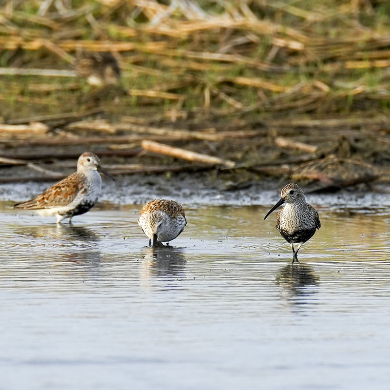 Dunlin in shallow water