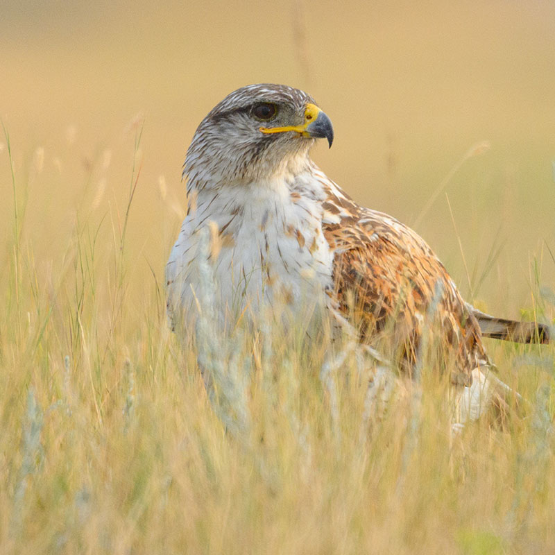Ferruginous Hawk in grass