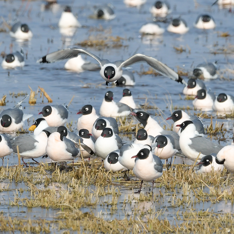 Group of Franklin's gulls