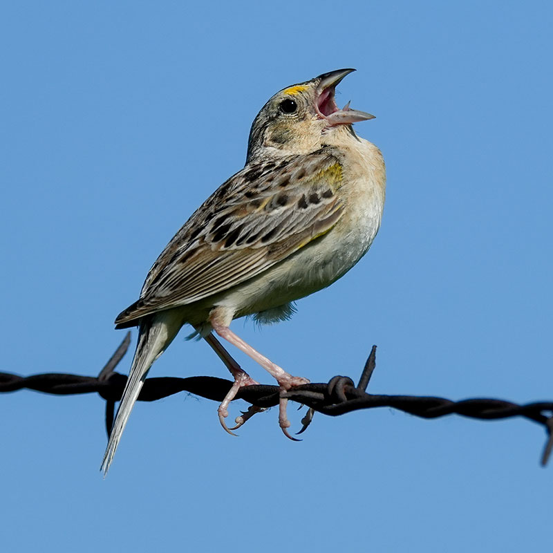 Grasshopper Sparrow singing