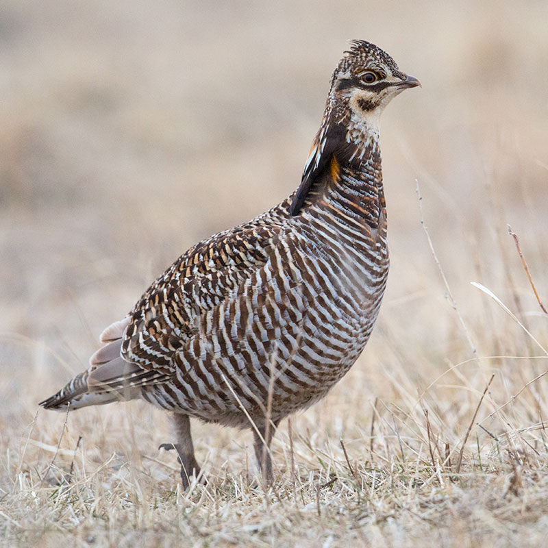 Greater Prairie-Chicken