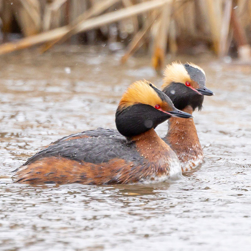 Two horned grebes