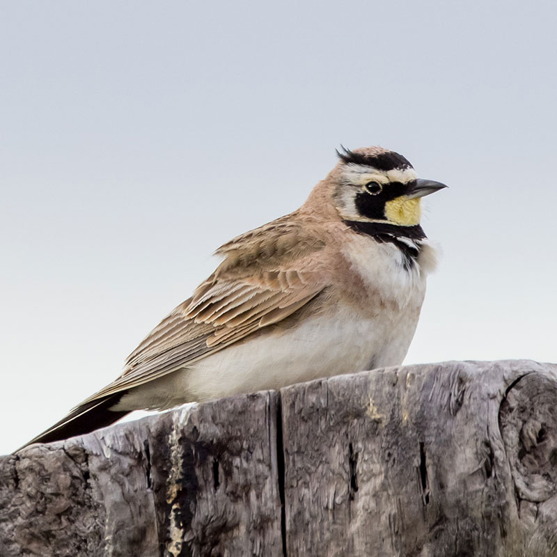 Horned Lark on post