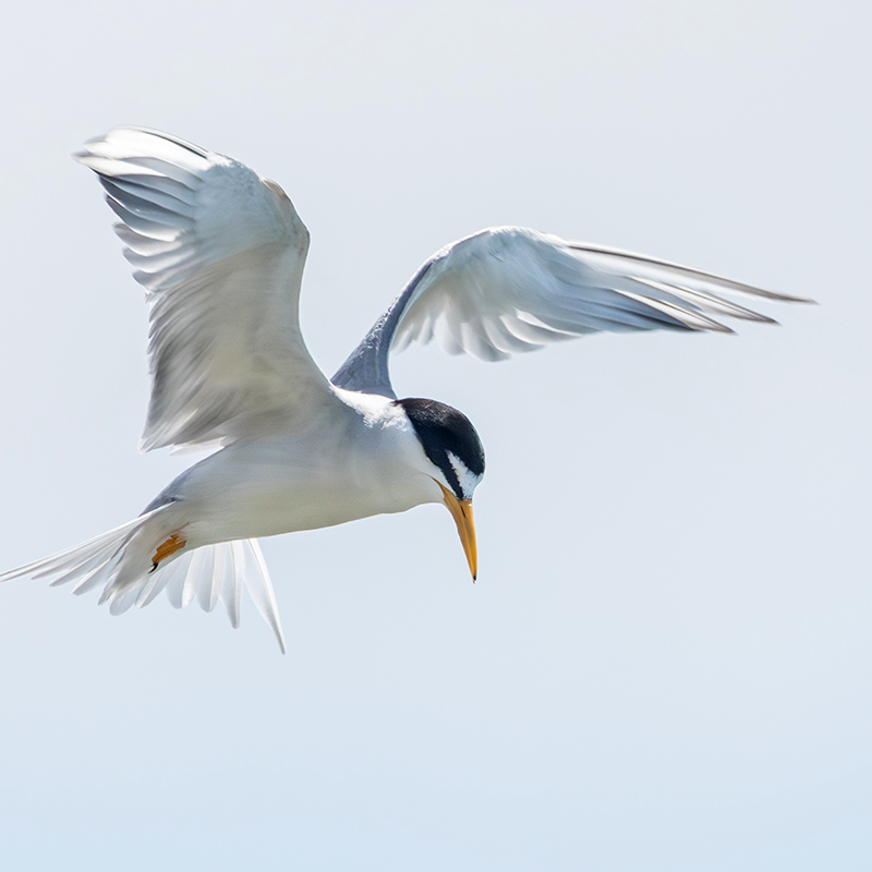 Least Tern in flight