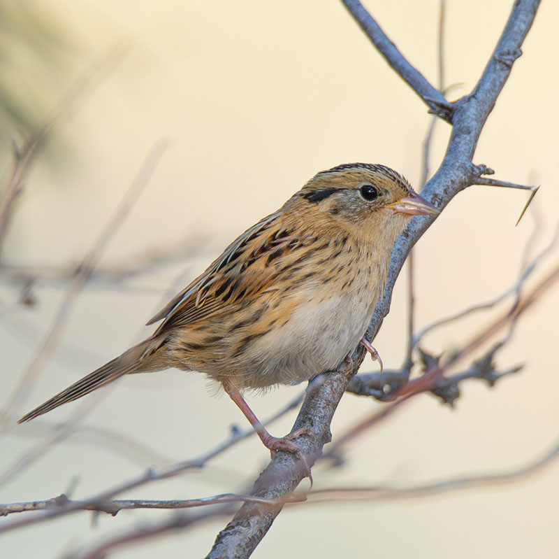 LeConte’s Sparrow
