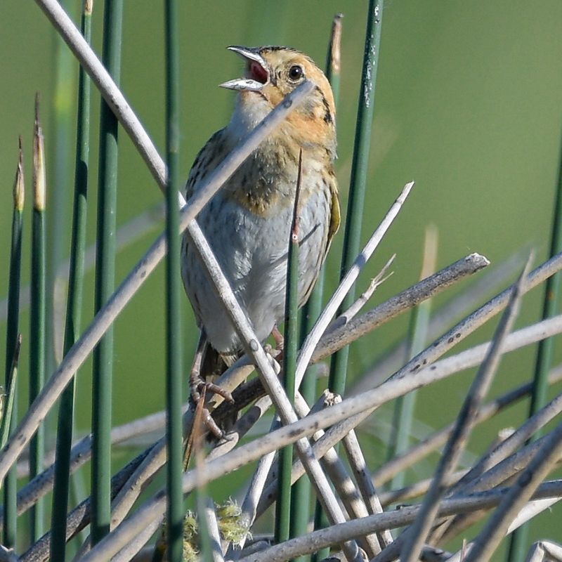 Nelson’s Sparrow
