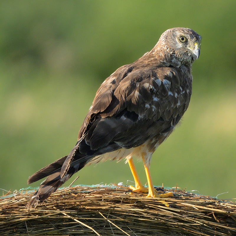 Northern Harrier
