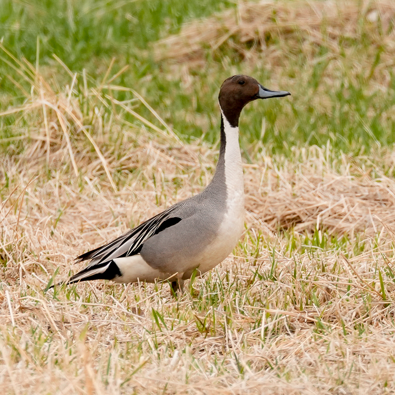 Northern Pintail male