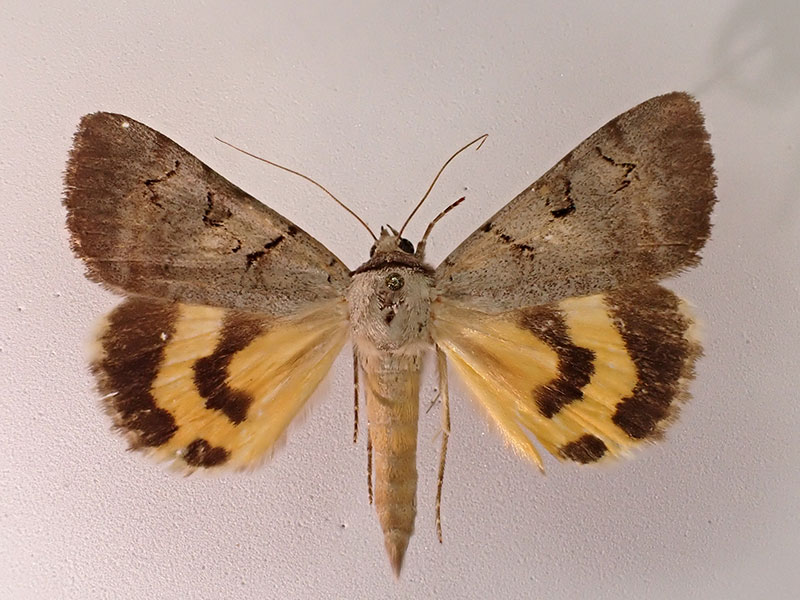 Abbreviated Underwing