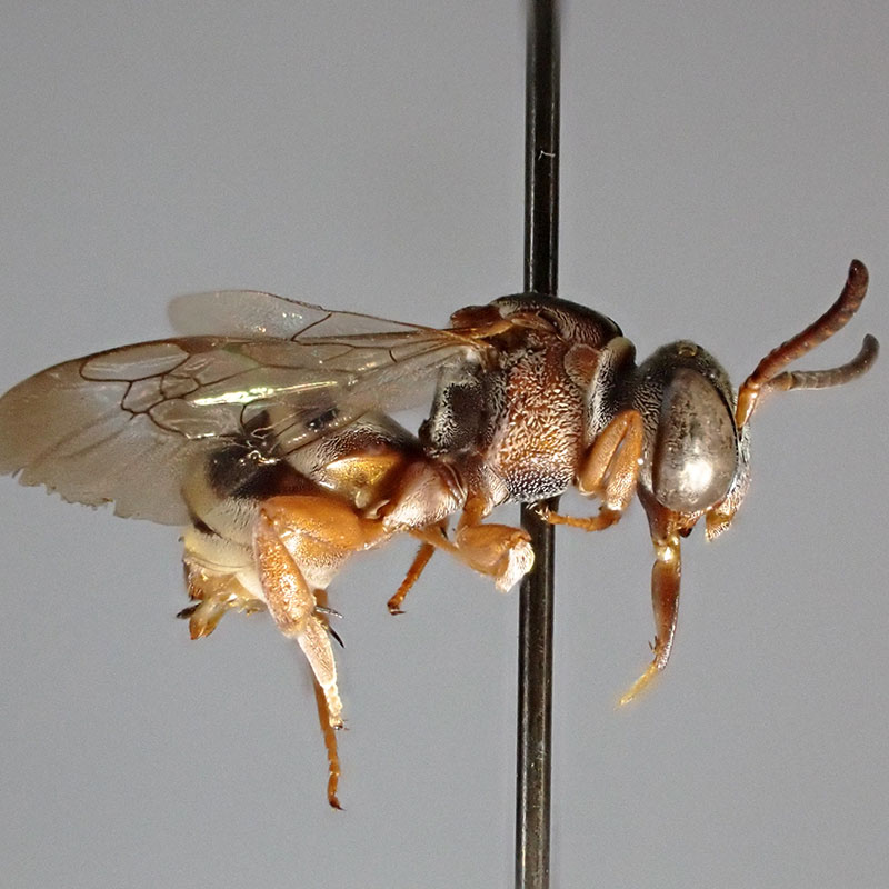 Ainslie’s Cuckoo Nomad Bee