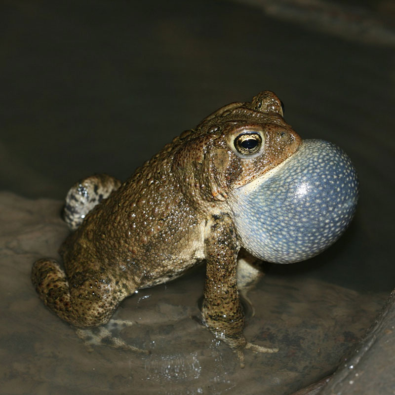 American Toad