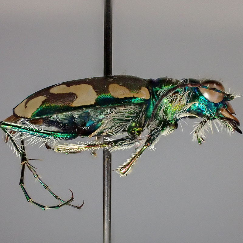 Badlands Tiger Beetle