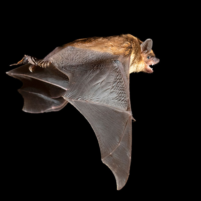 Big Brown Bat flying