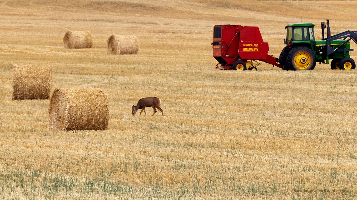 Deer and tractor in field by hay bales (Saeedatun - stock.adobe.com)