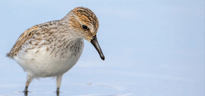 Semipalmated sandpiper