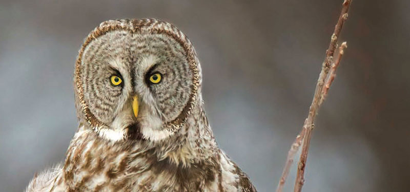 Great gray owl