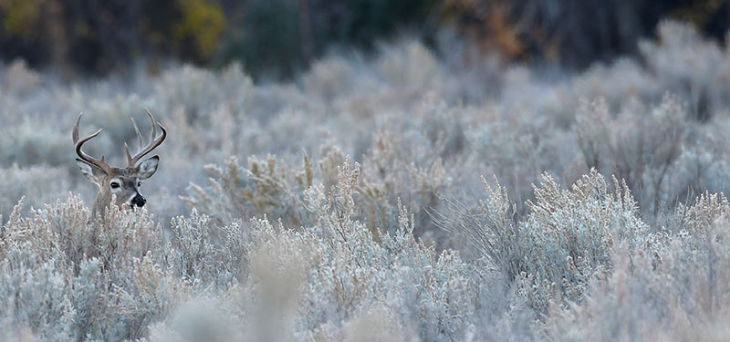 White-tailed buck in sagebrush