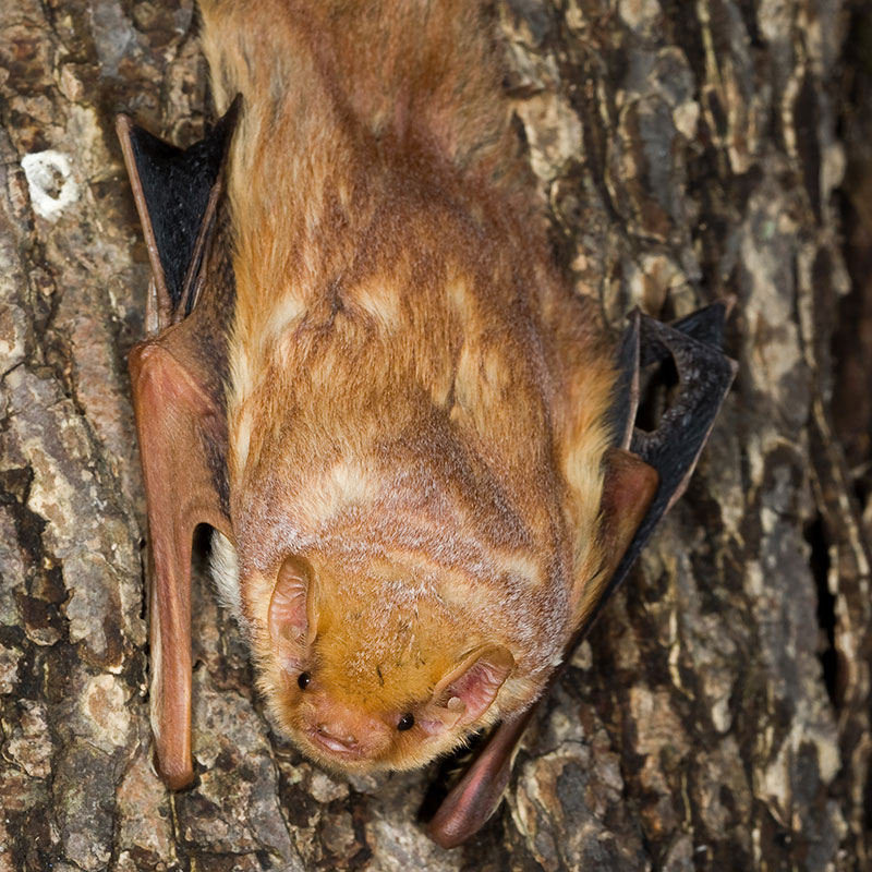 Eastern Red Bat