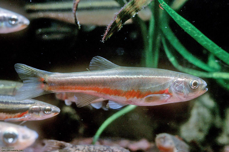 Finescale Dace