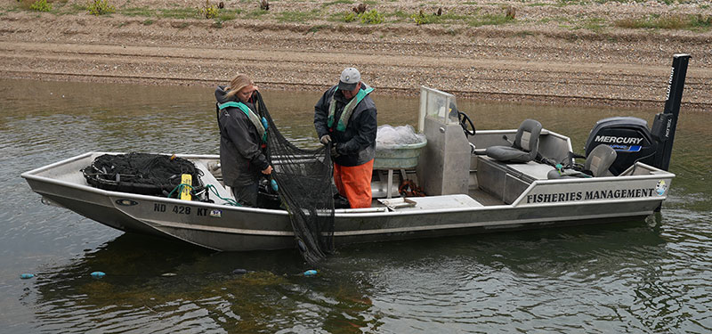 Biologists in boat netting fish