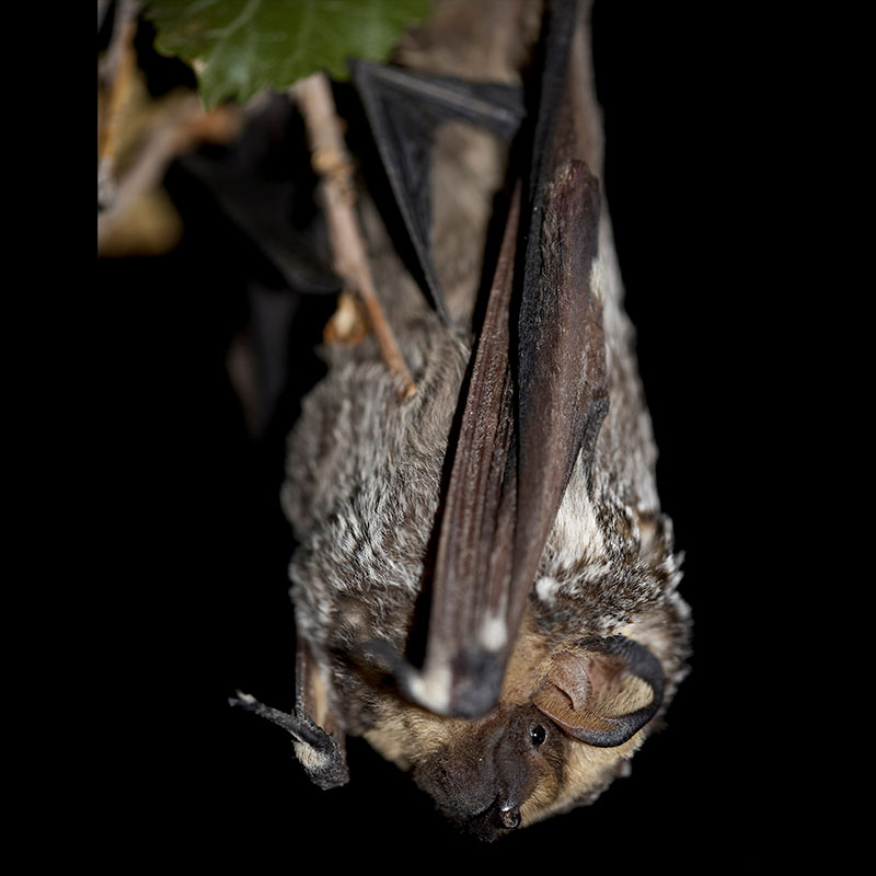Hoary Bat