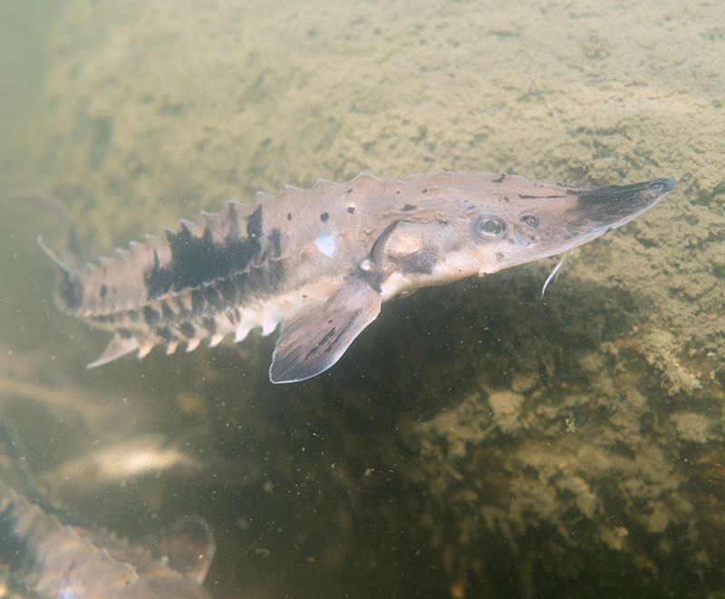 Lake Sturgeon